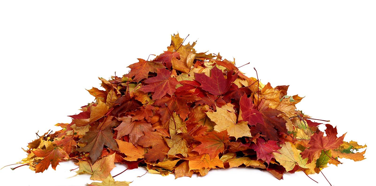 Leaf Fire - Leaf Pile